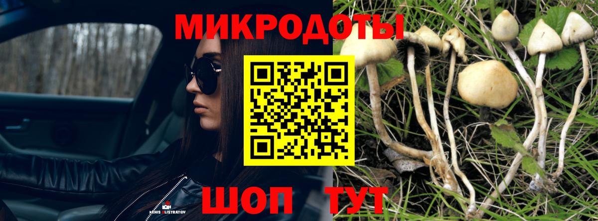 Псилоцибиновые грибы Psilocybe Березники